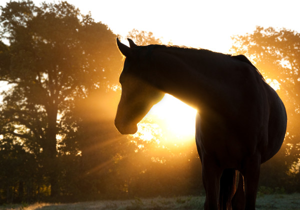 A horse's profile, backlit by the sun. 