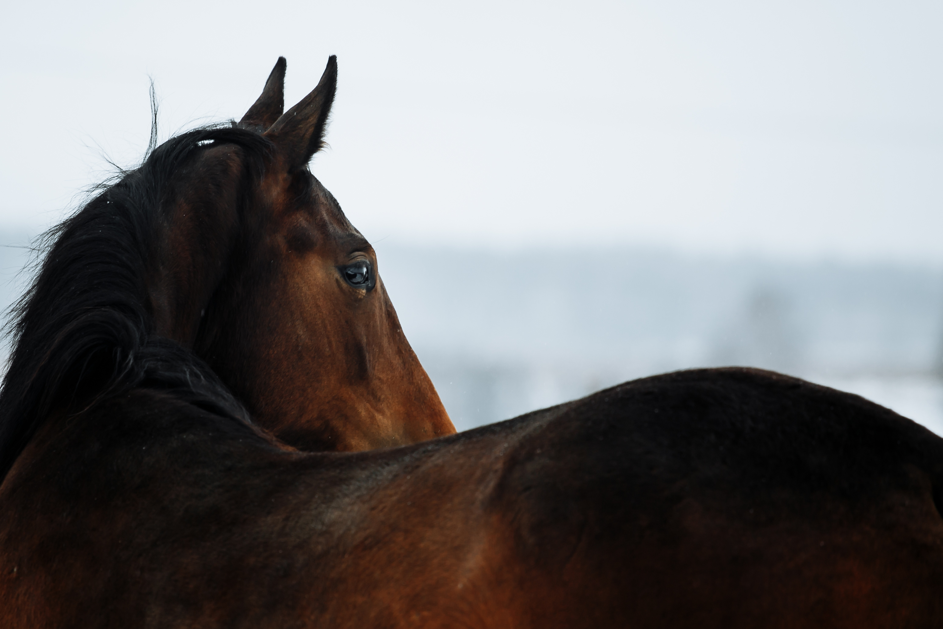 A bay horse looking into the distance, viewed from over his back
