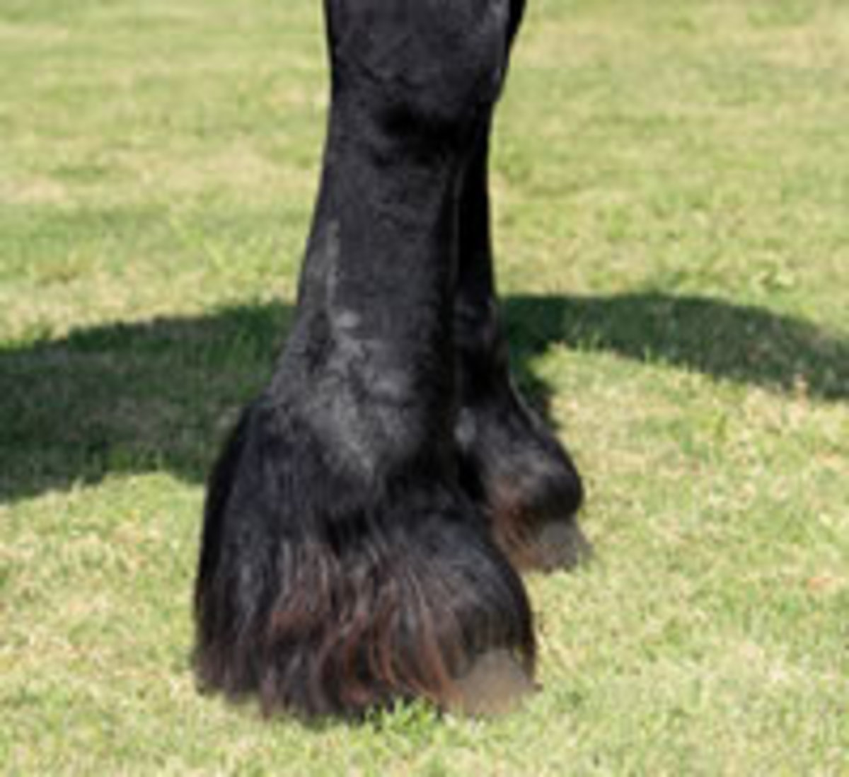 The front legs of a draft horse with heavy black feathers