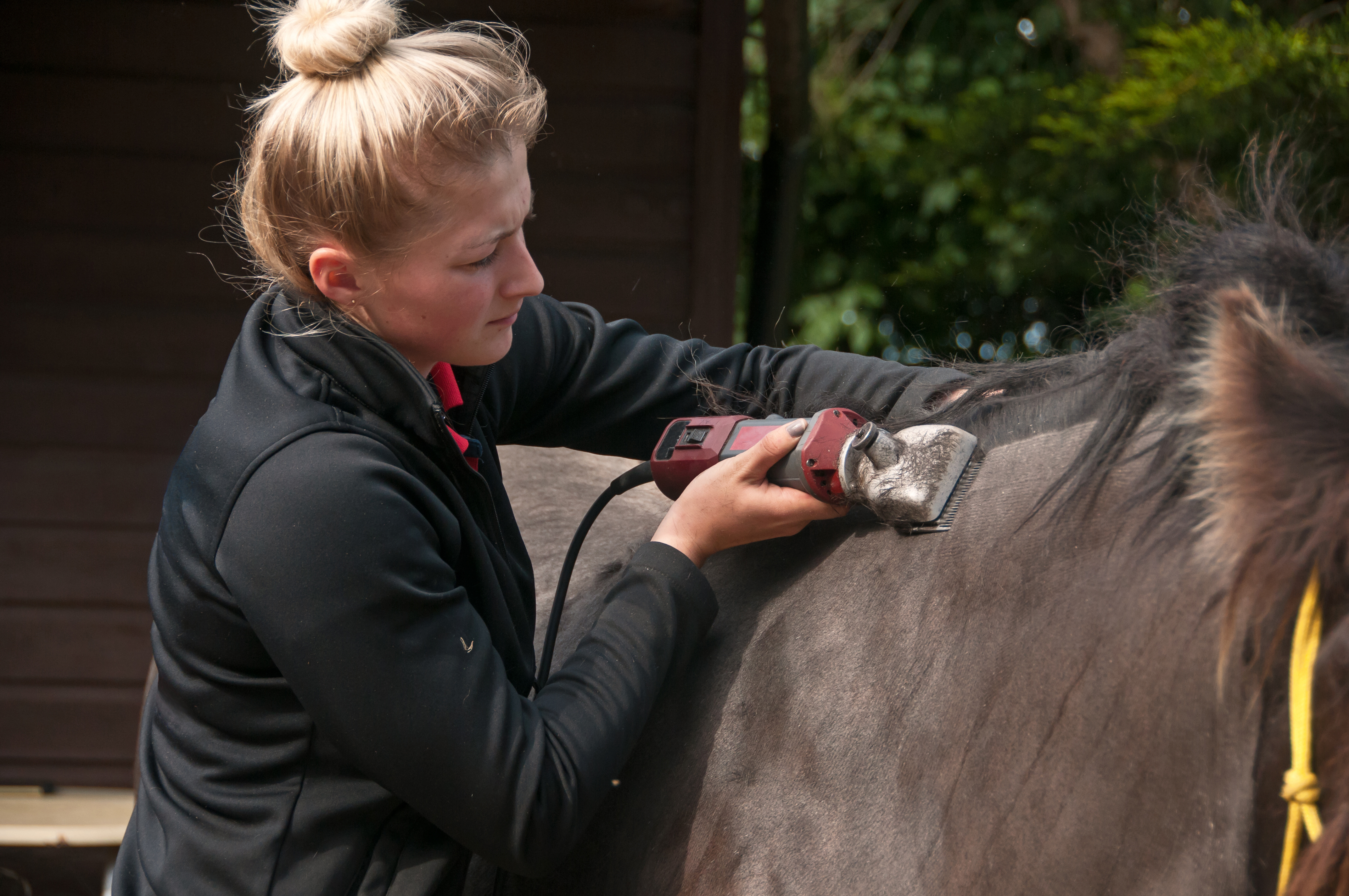 A woman using clippers on the withers of a brown horse. 