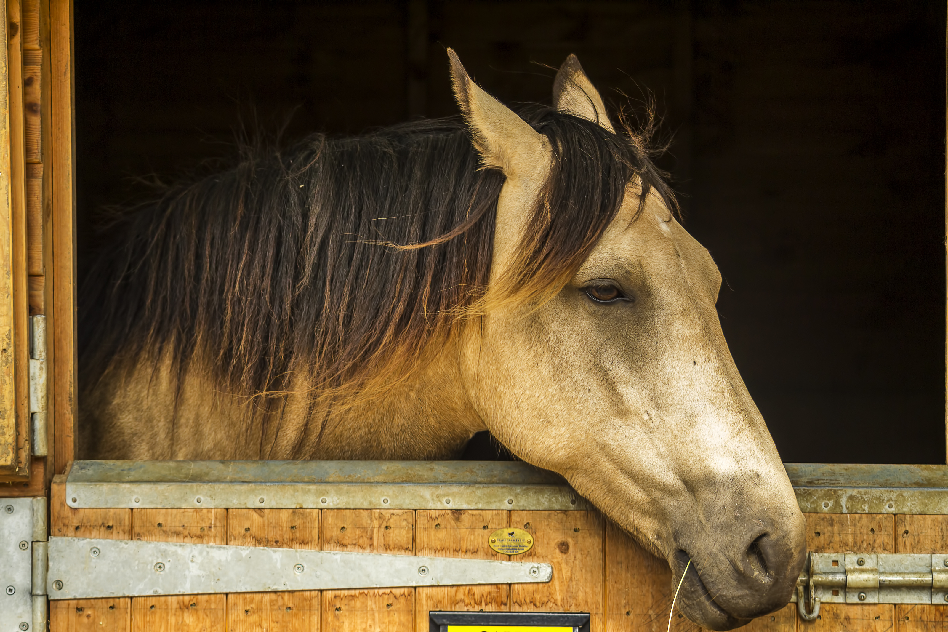 A buckskin horse hanging his head over a stall door with his ears back
