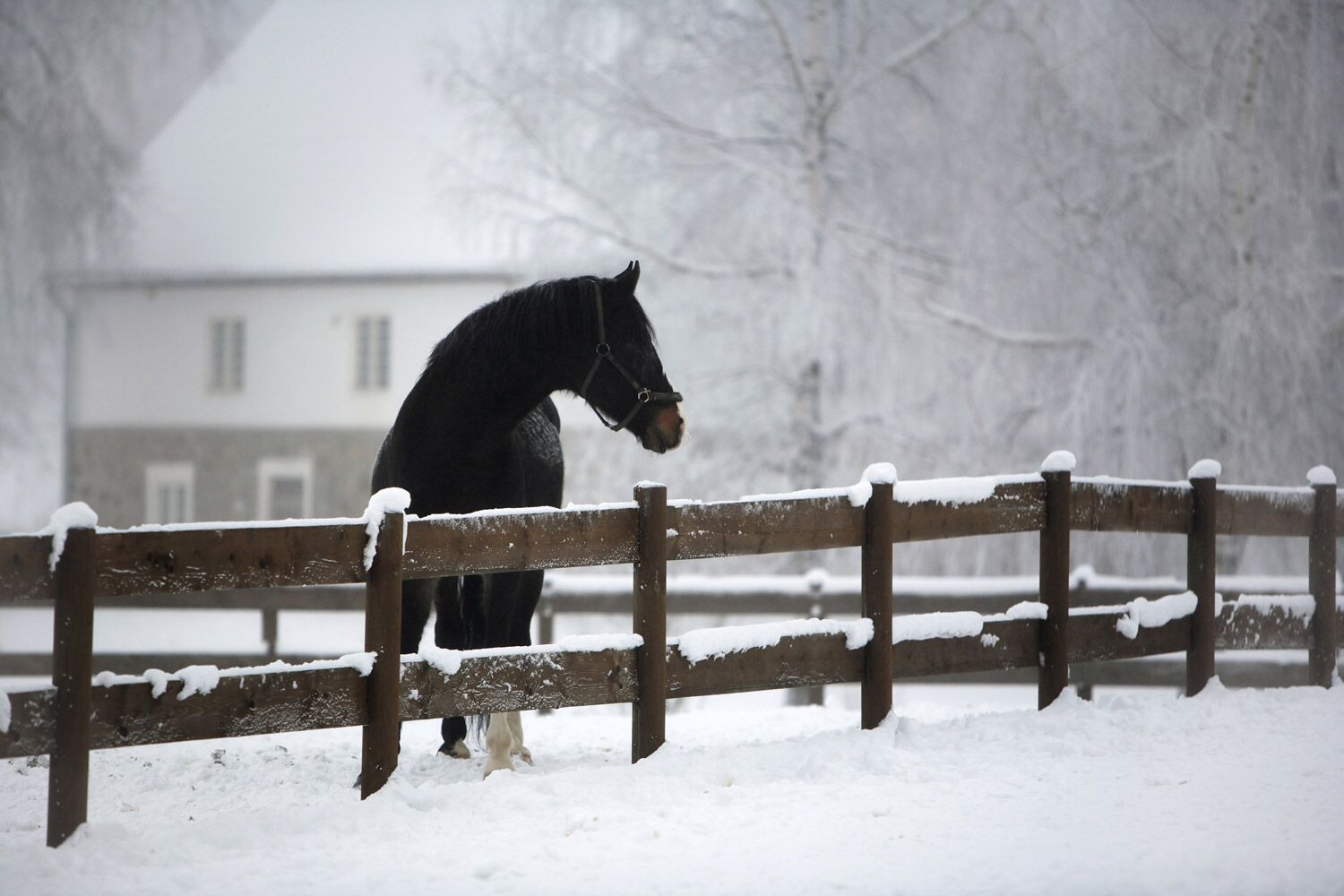 A horse standing in a snowy pasture, looking over a fence. 