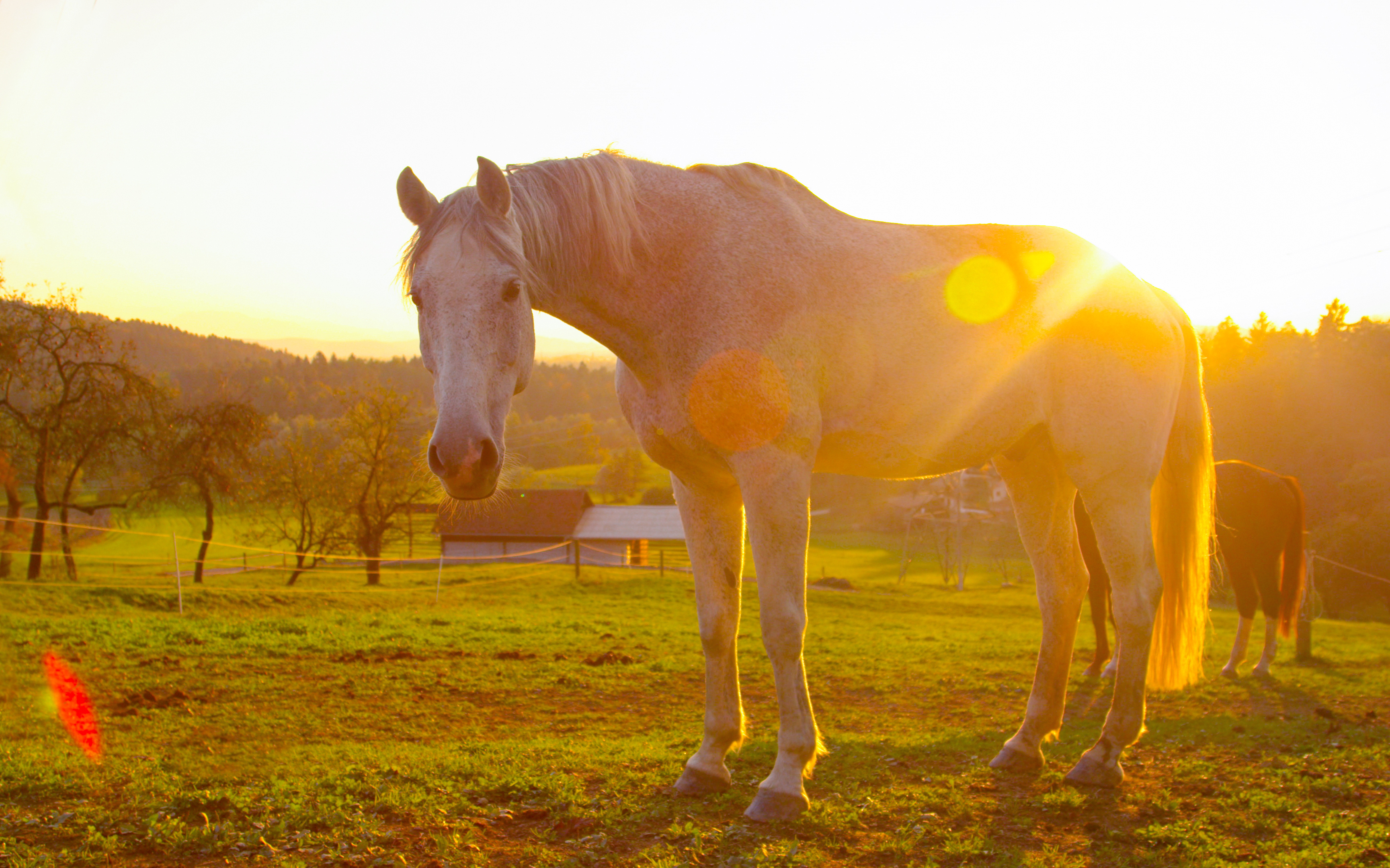 An older horse standing in a field at sunset.