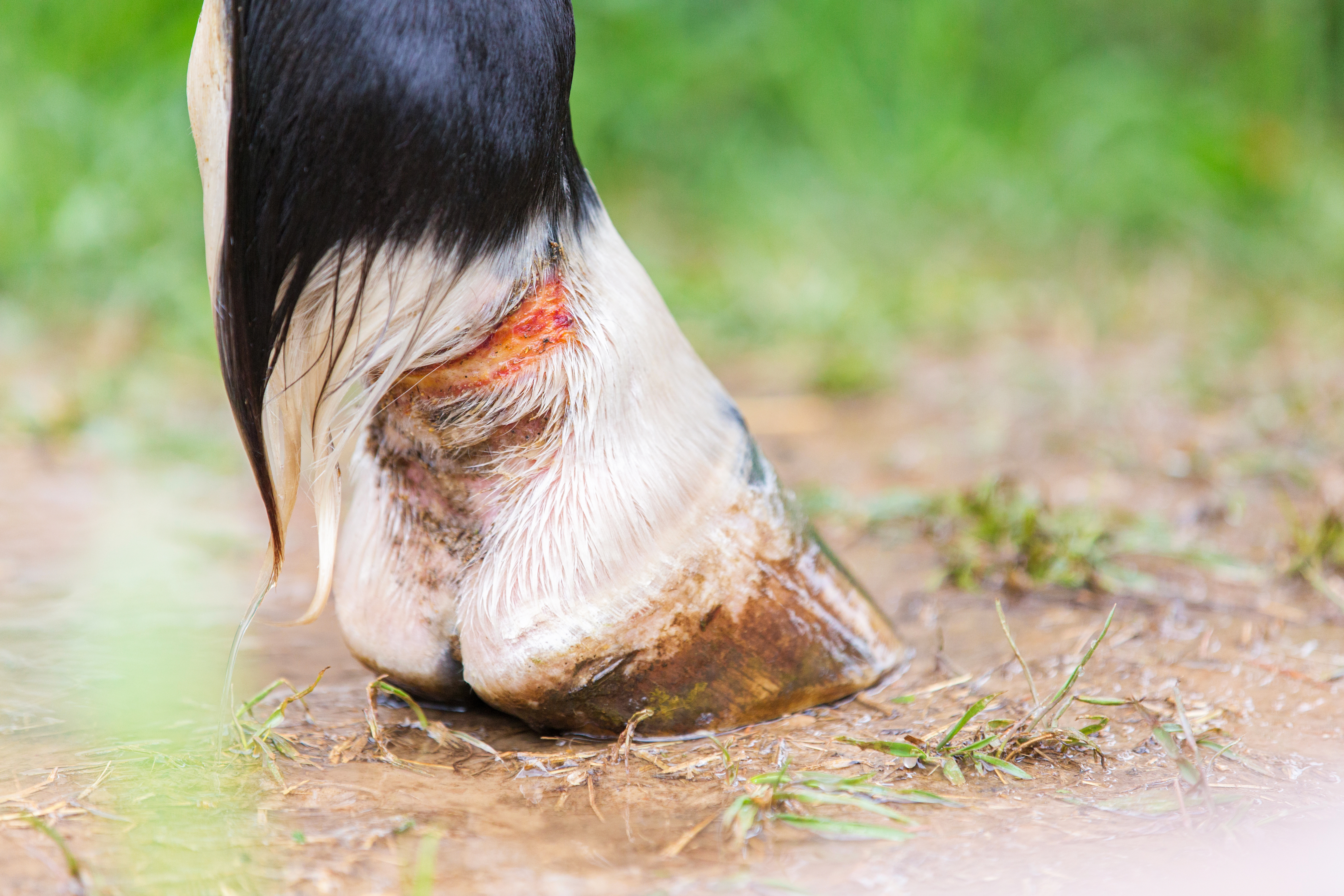 Close up of a wound on the back of a horse's pastern. 