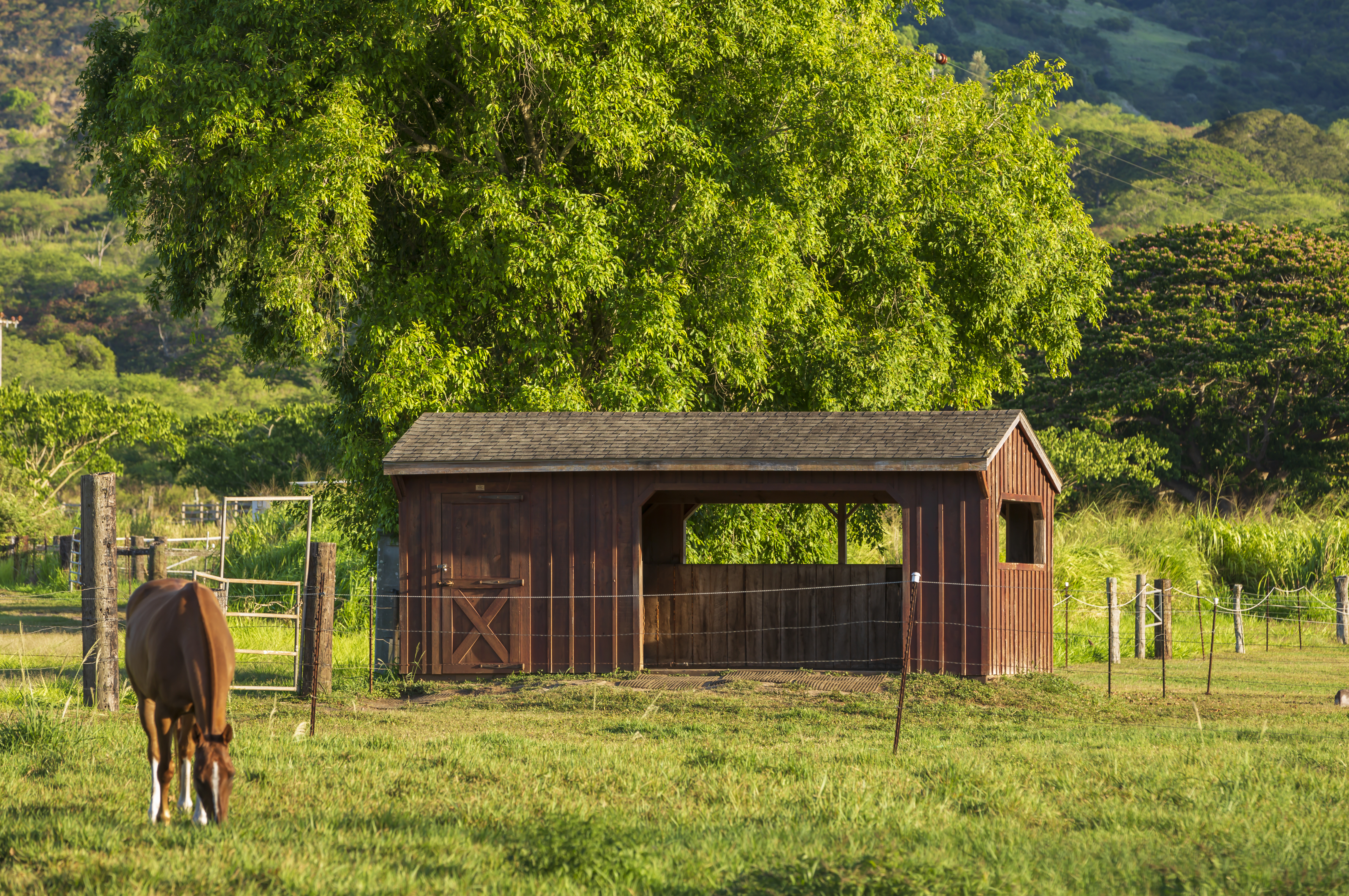 A horse grazing in front of a run-in shed.