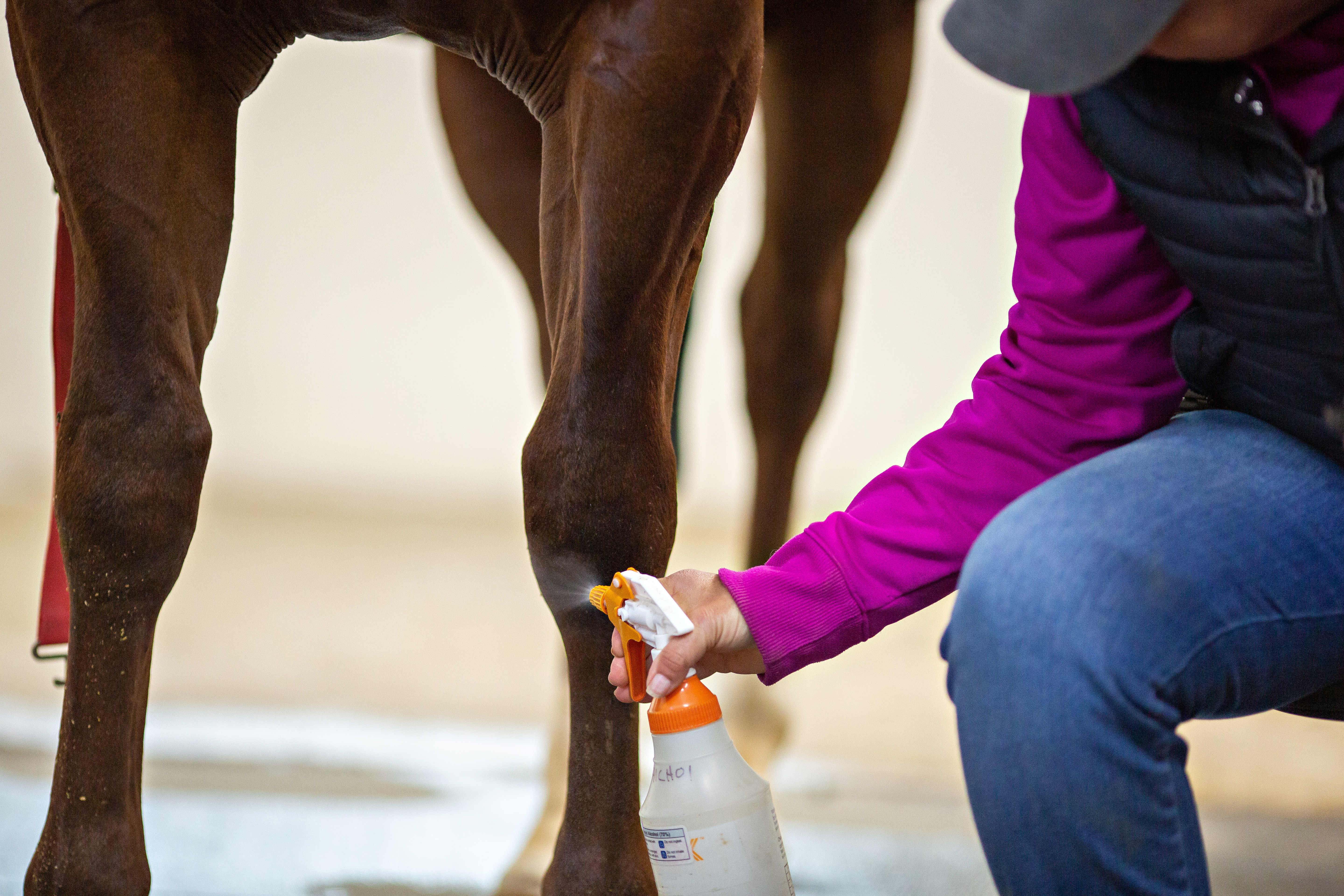 A woman spraying a horse's legs with a spray bottle 