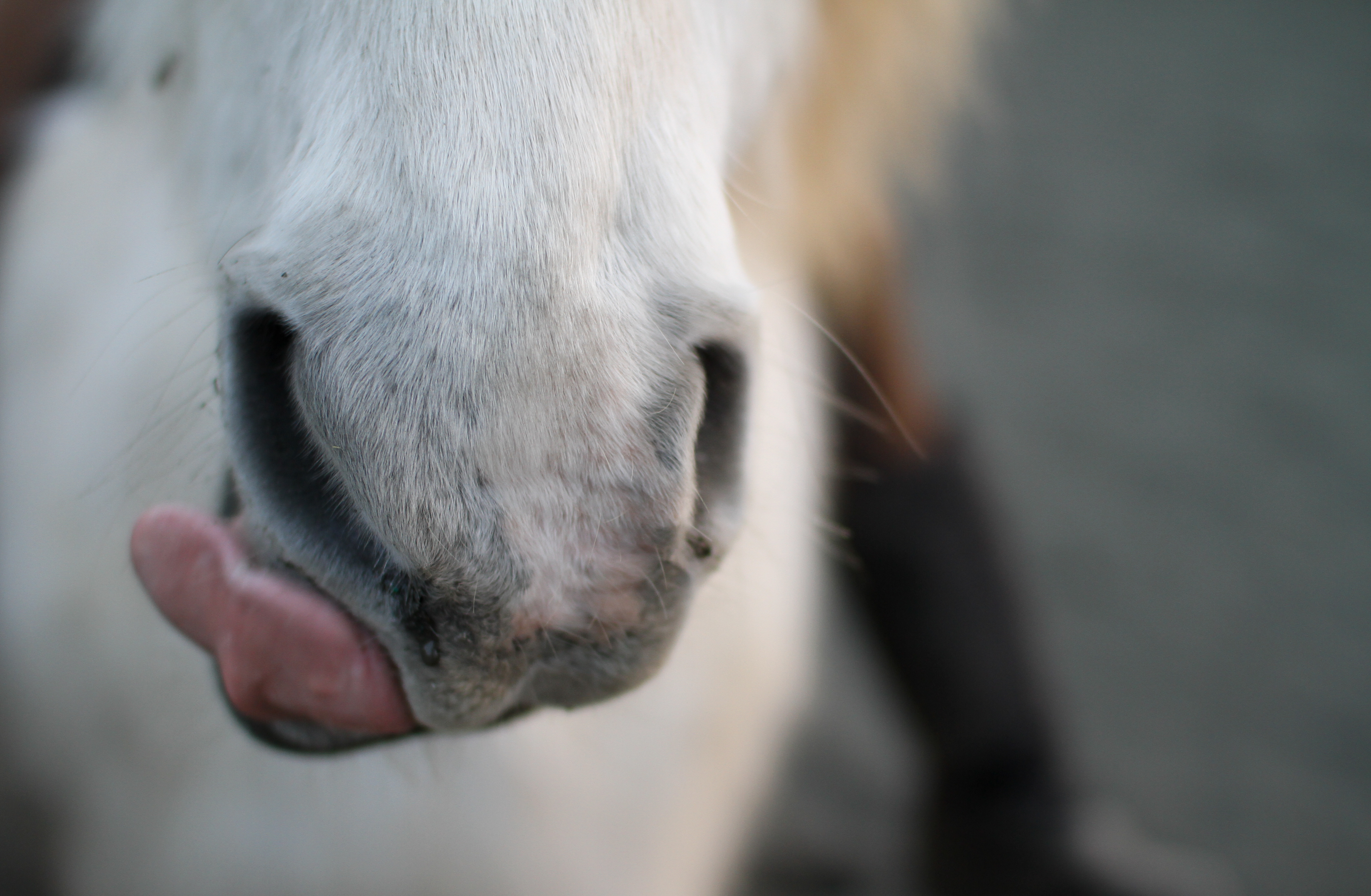 A horse sticking his tongue out.