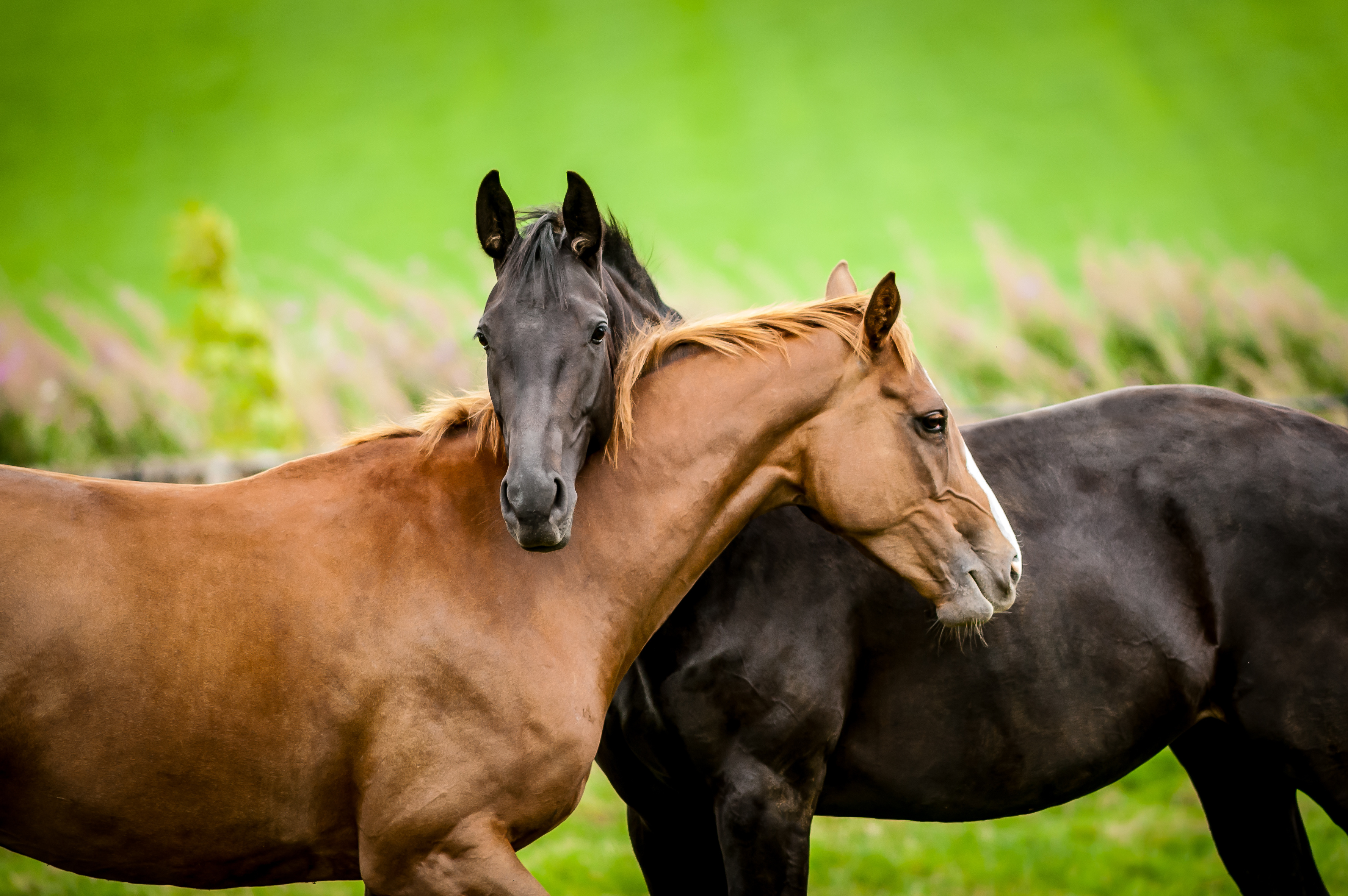 Two horses standing next to each other with the neck of one draped over the other, looking very friendly. 
