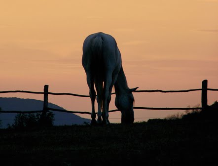 sxc-grazing-silhou-lr-711830