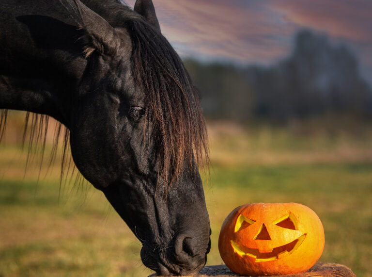 Black horse with a halloween pumpkin
