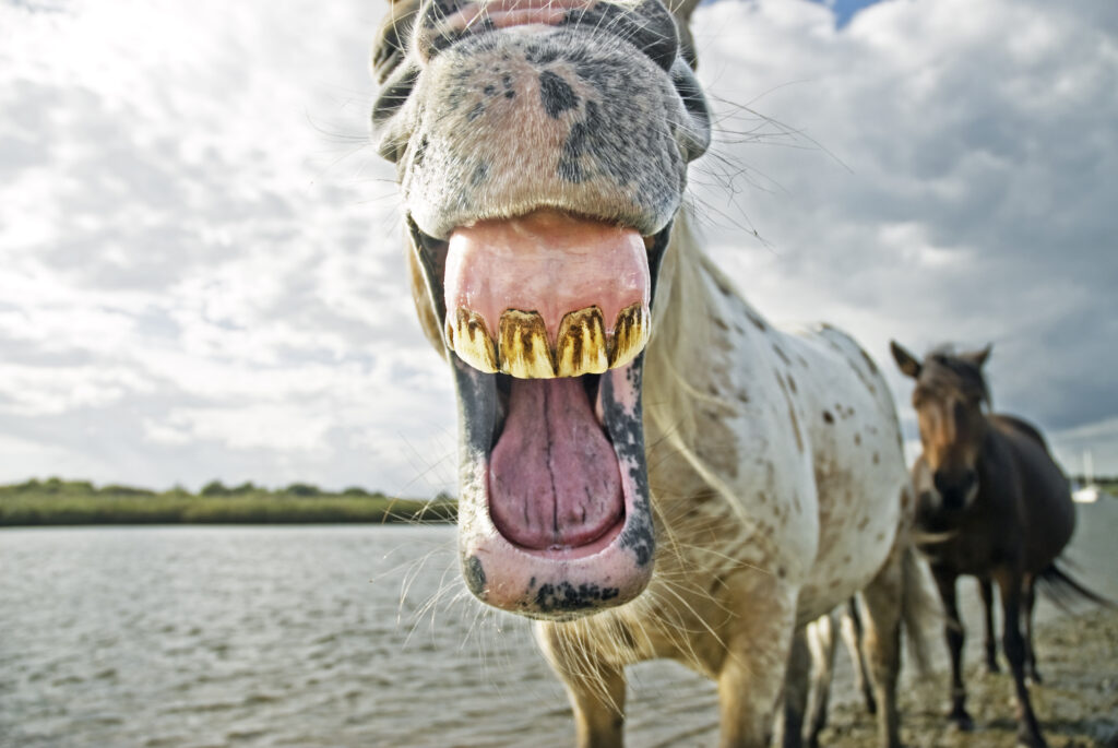 Equine teeth are covered in cementum rather than enamel, the substance that makes human teeth white. 