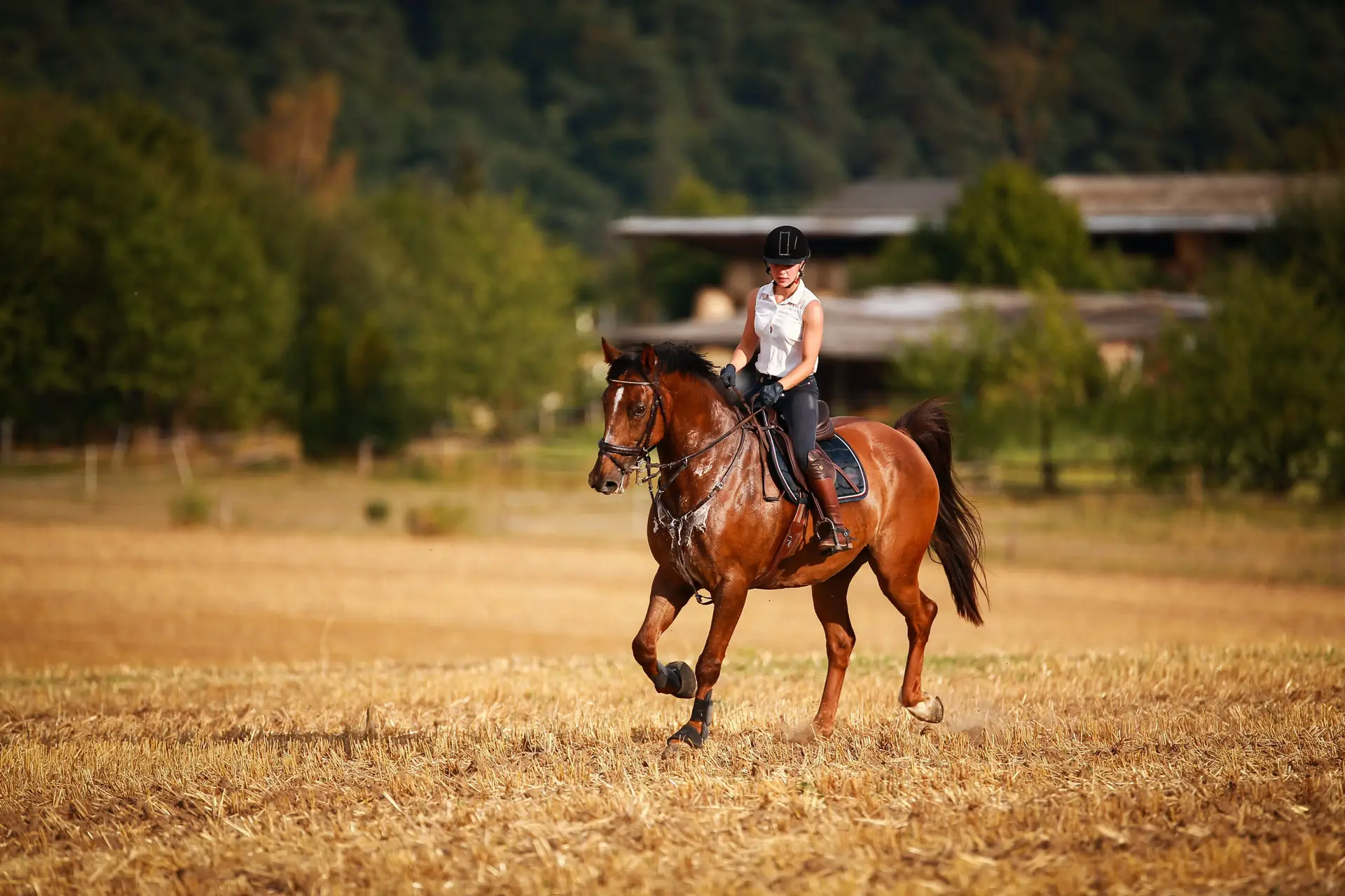 Horsewoman with horse galloping on a stubble field in summer photographed from the front from some distance