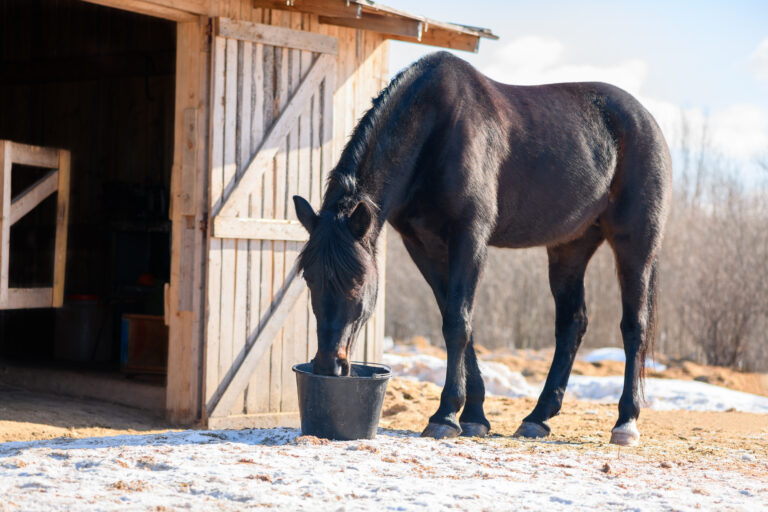 One black horse is drinking a water from a plastic bucket near the stable in outdoors