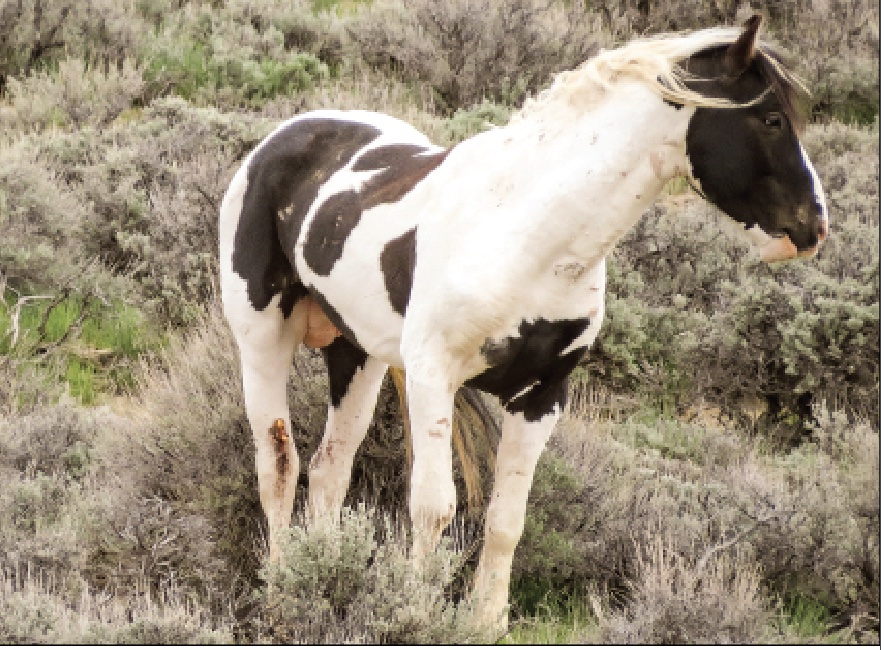 injured wild horse