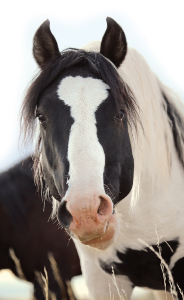 Wild stallion