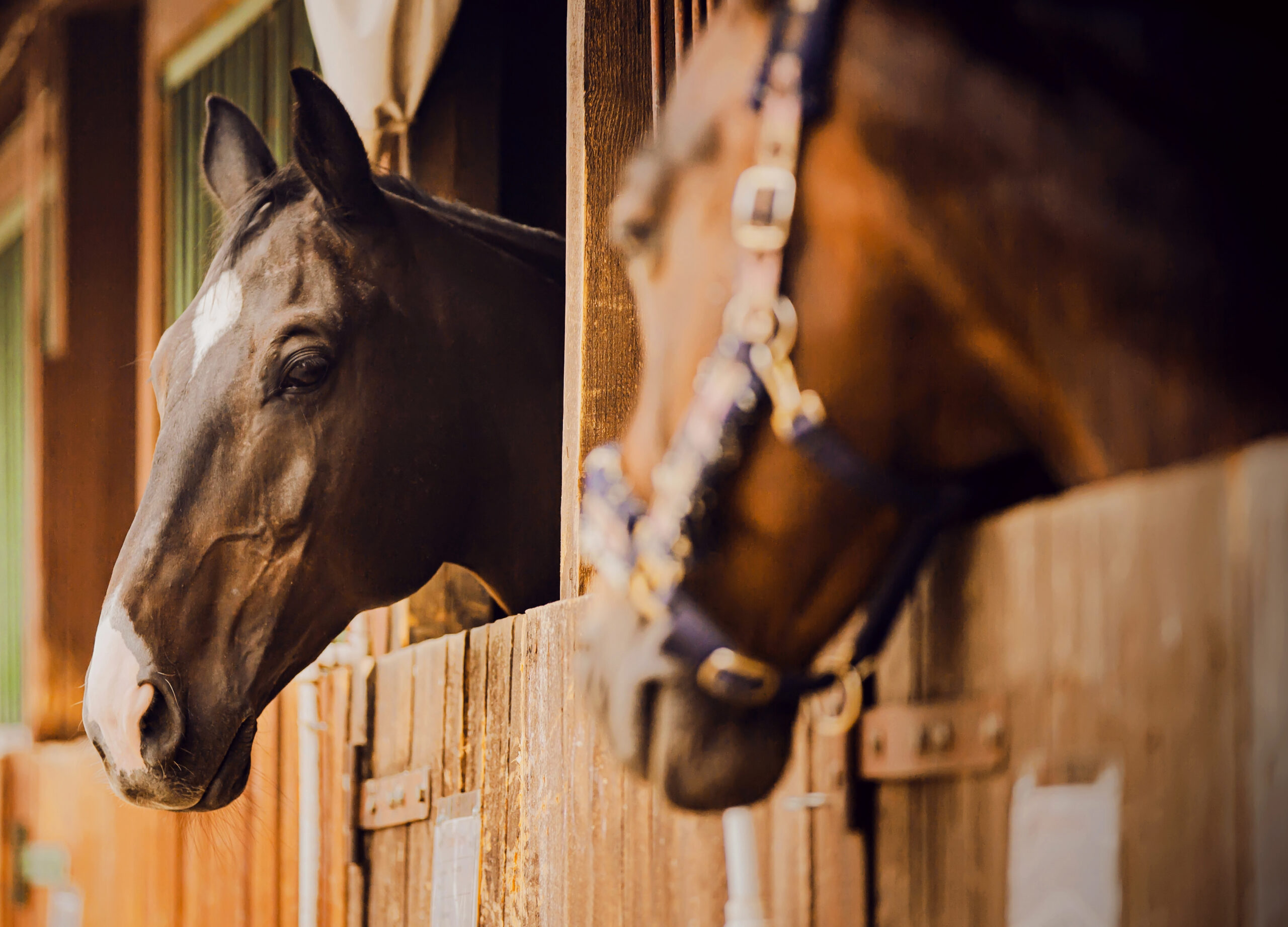 Portrait of a beautiful horse standing in a wooden stall in the