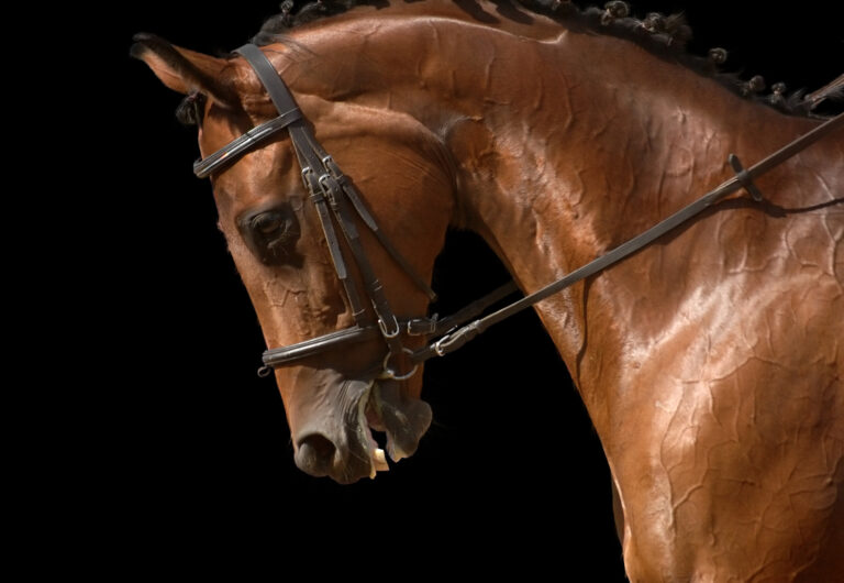 bay horse isolated on black