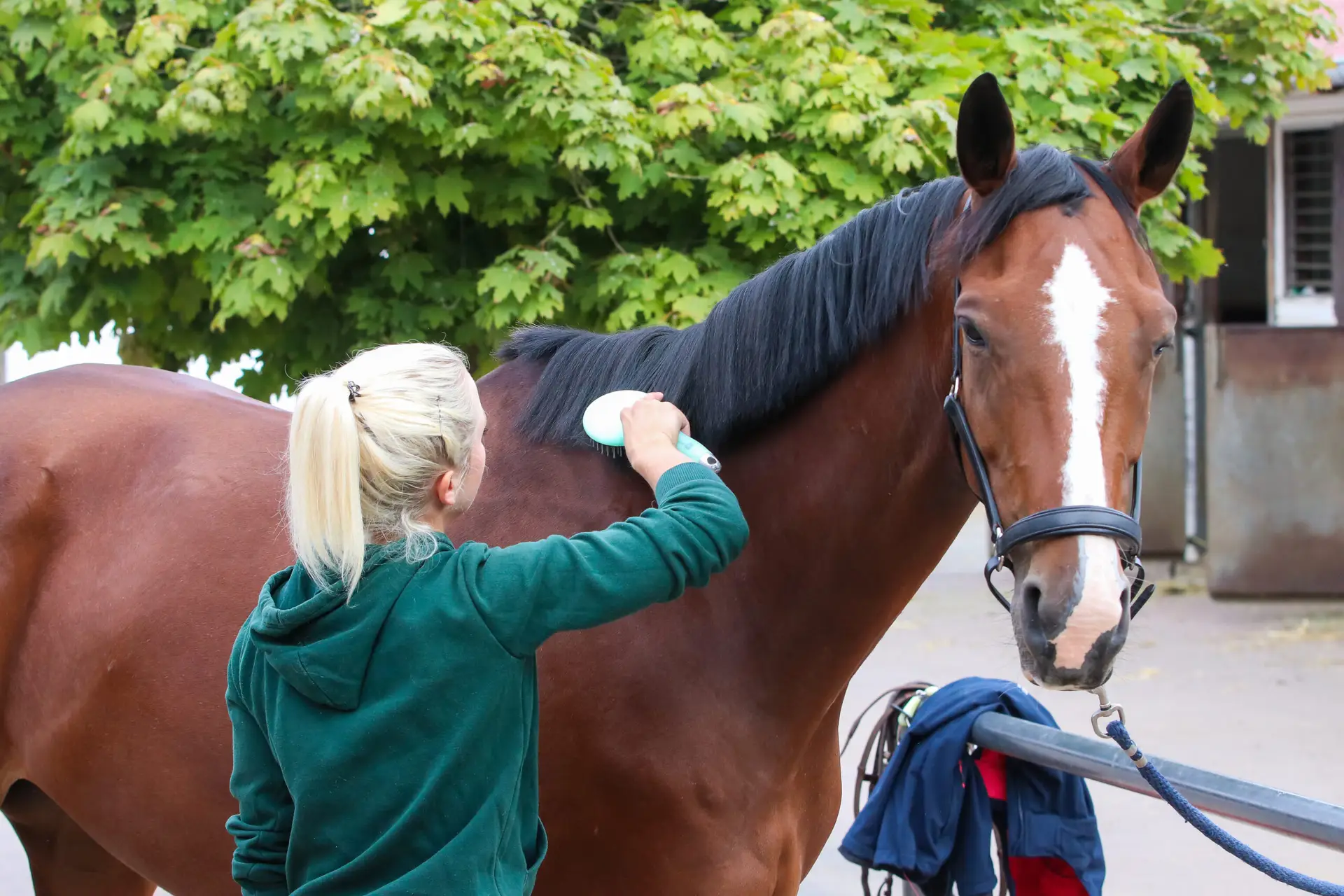 Horse is being brushed by a young blond girl, with a brush and hoof scraper