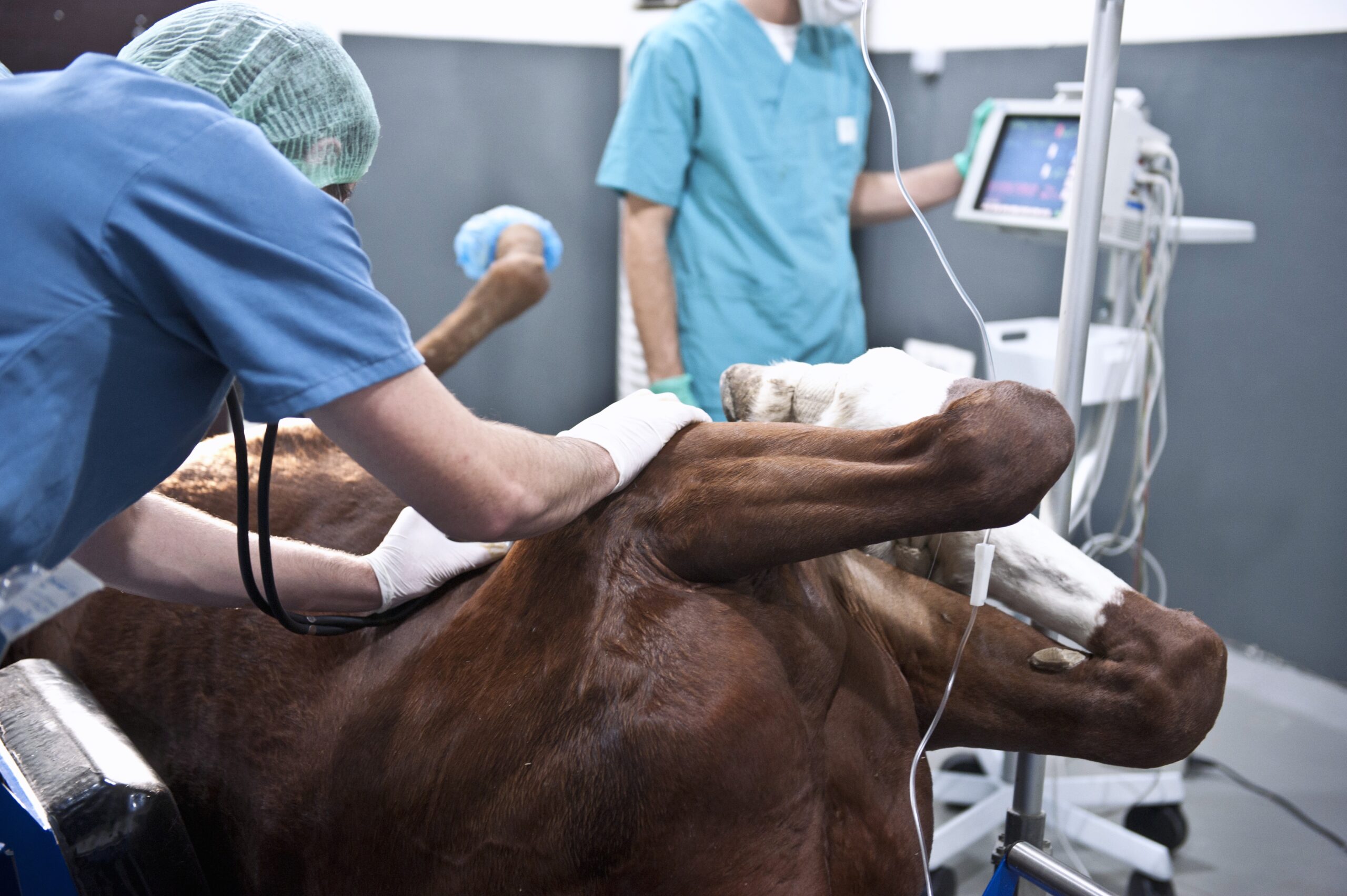 Animal Hospital