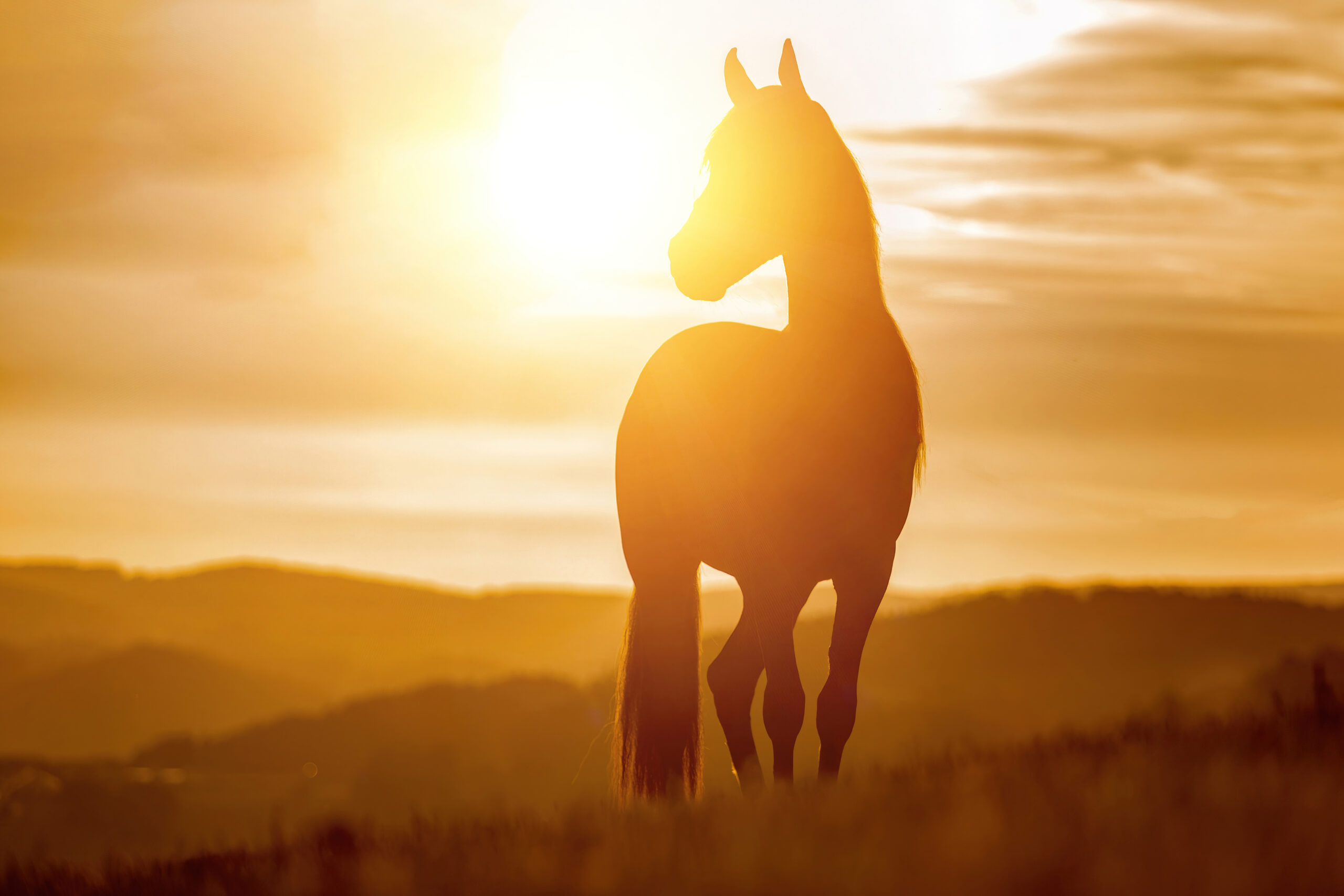 A berber arab horse in front of a stunning sunset landscape in late summer outdoors