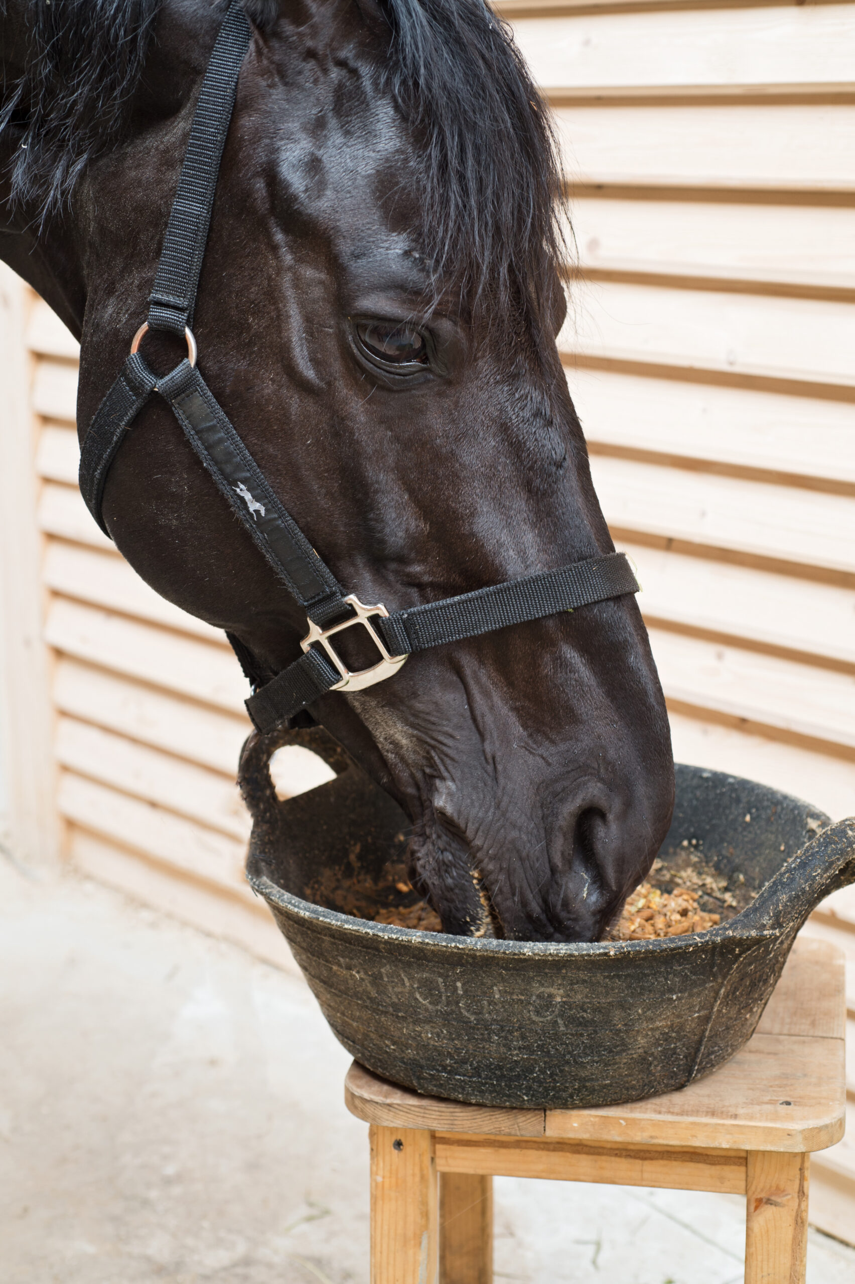 horse eating grain