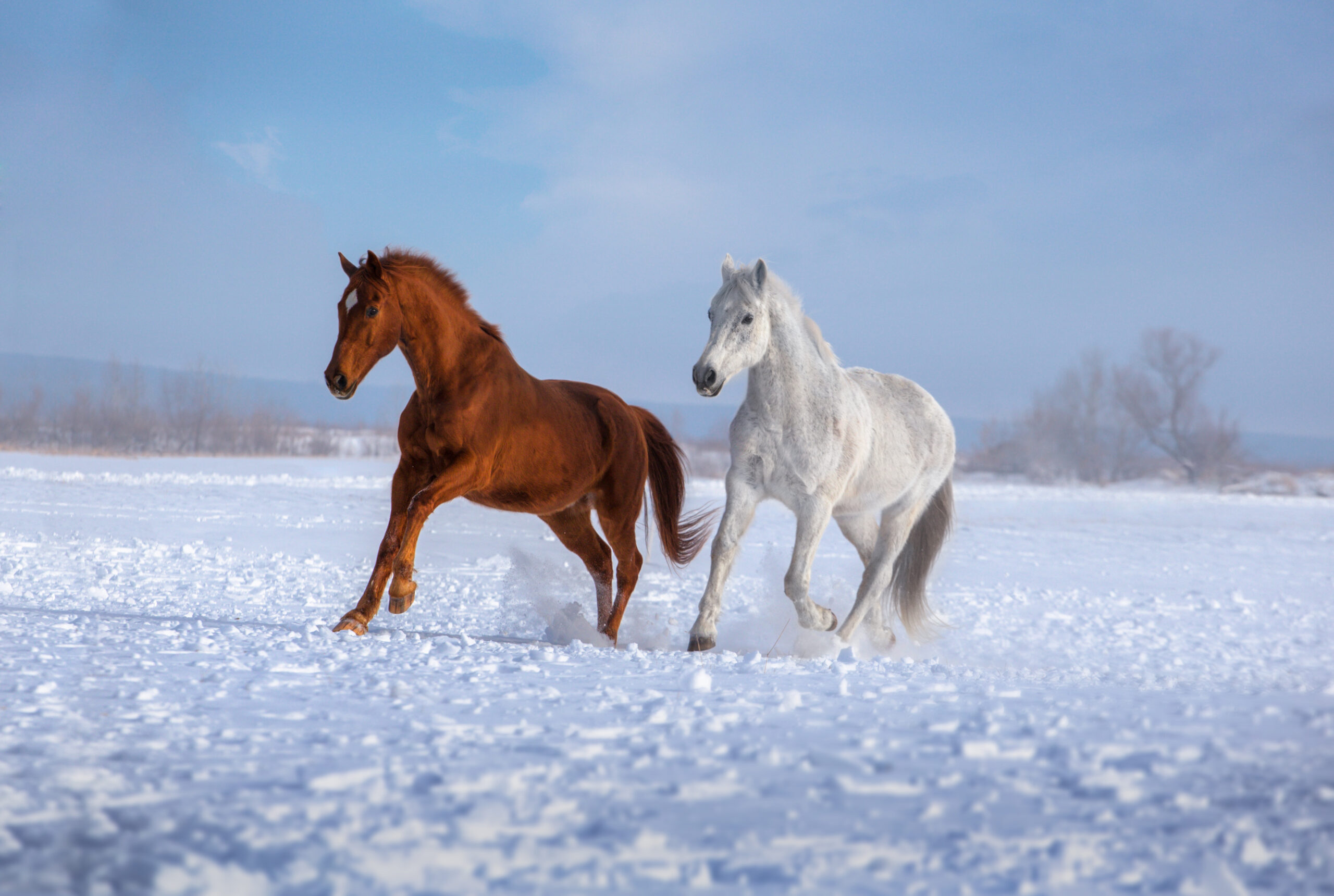 Adobe stock Horses in snow