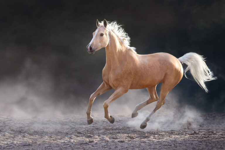 Akhal teke horse free run
