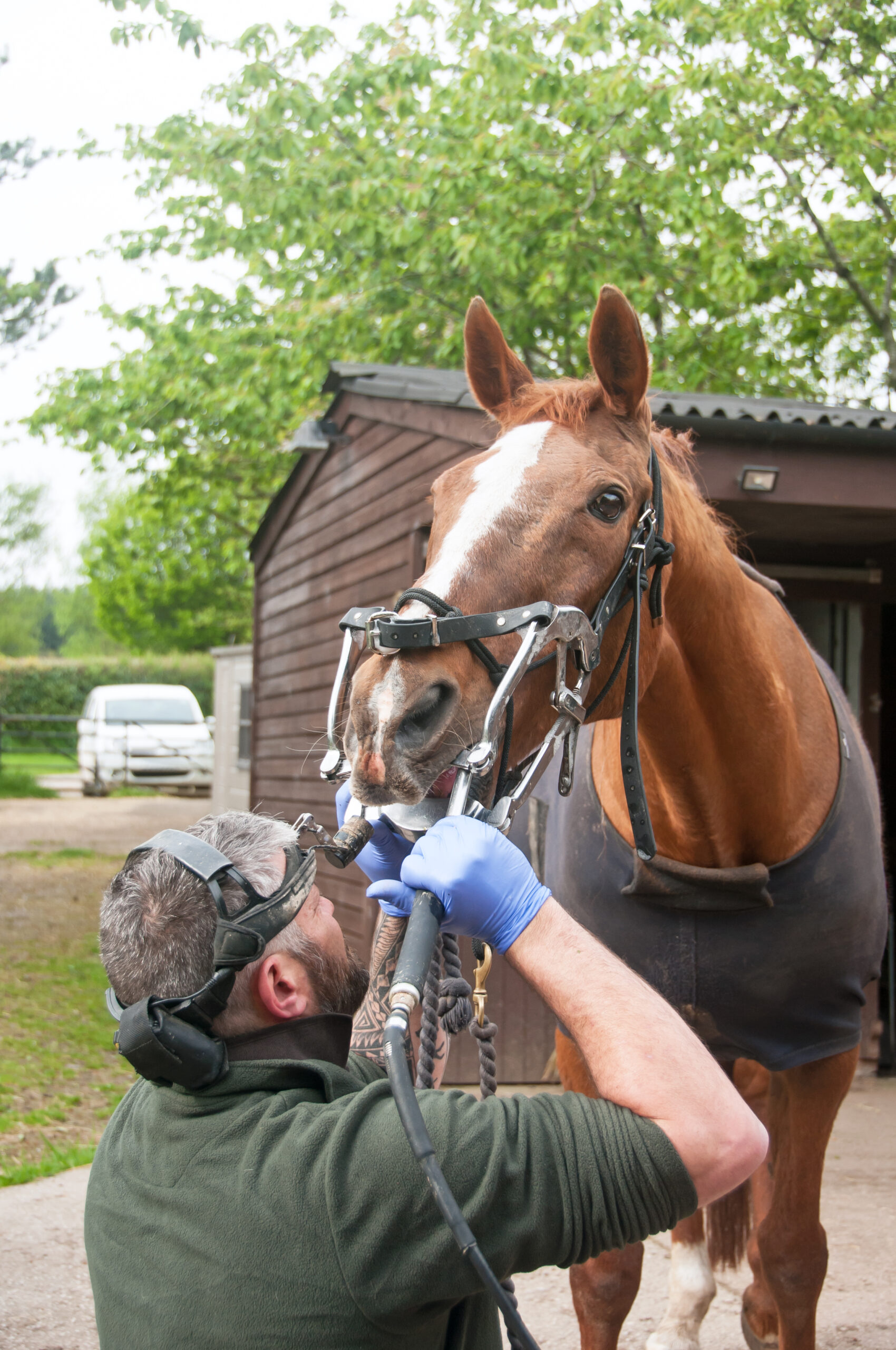 Horse being examined by equine dentist