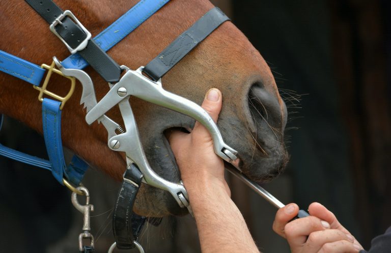 A horse being examined by a dentist