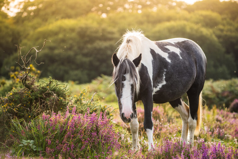 wild pony horse at autumn morning