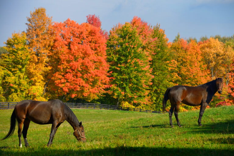 Two brown horses in a paddock with red Fall maple trees in Caledon Ontario