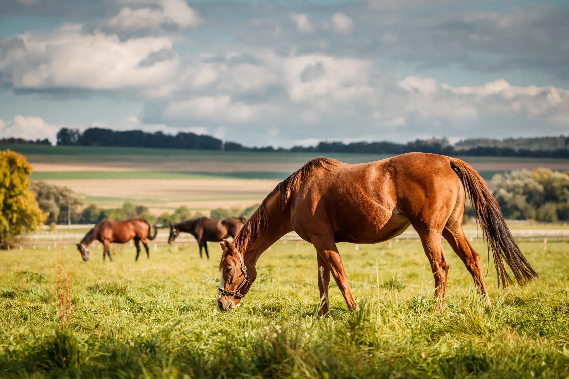 Herd of horses grazing grass on pasture. Animal farm