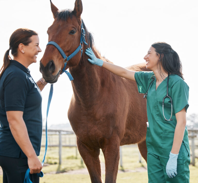 Woman, vet and check horse health on farm, veterinary medicine and care for sick animal