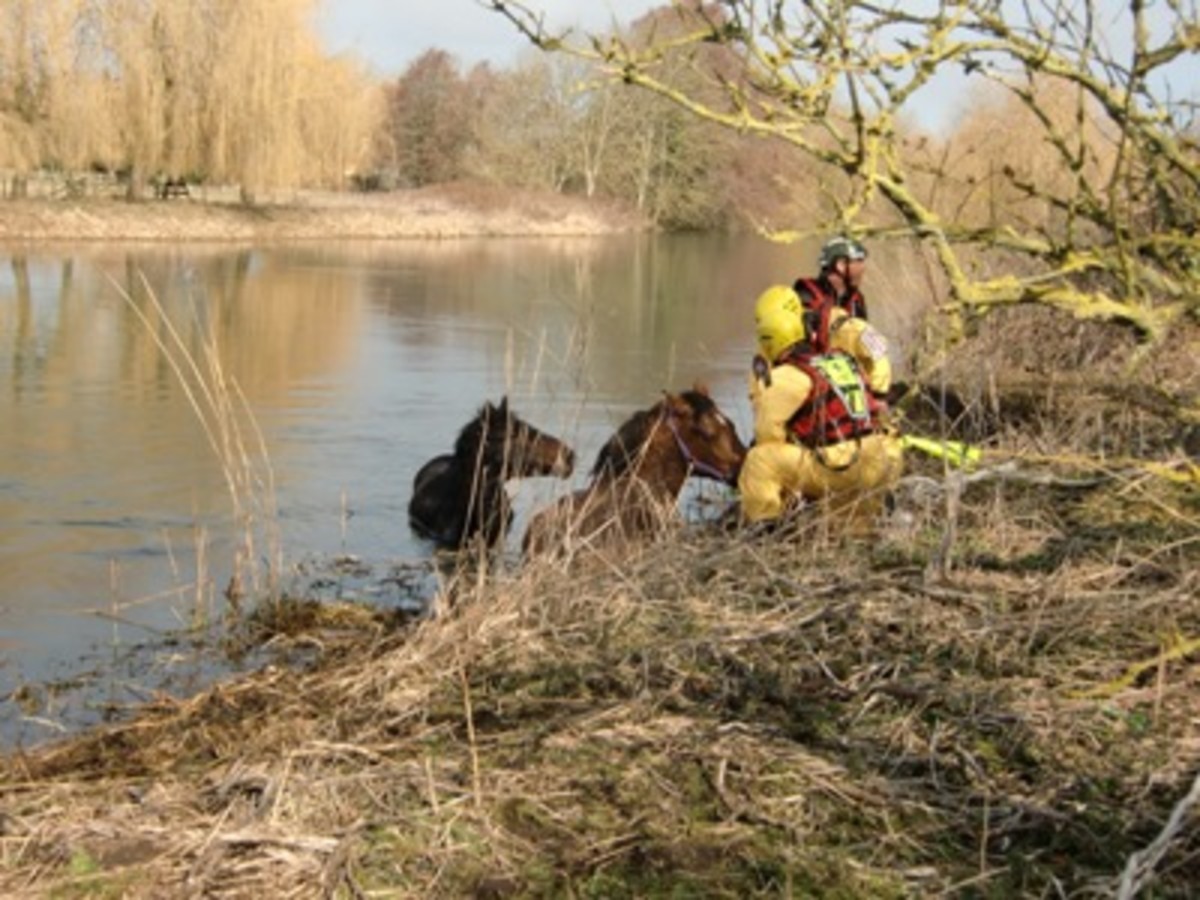 031710-horserescue1