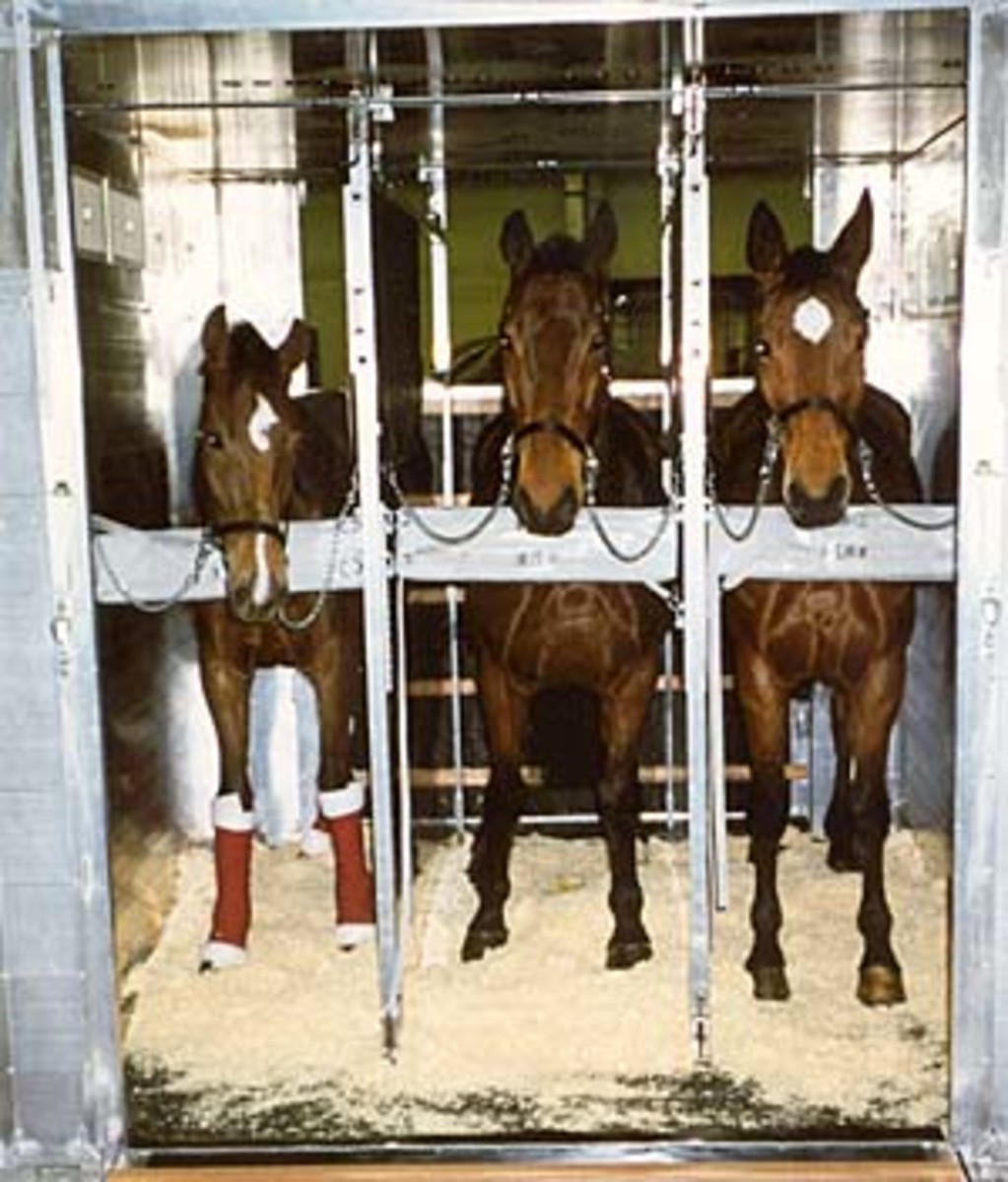 2008 Olympics: Transporting Horses from Point A to Point B in Hot, Humid Weather promo image