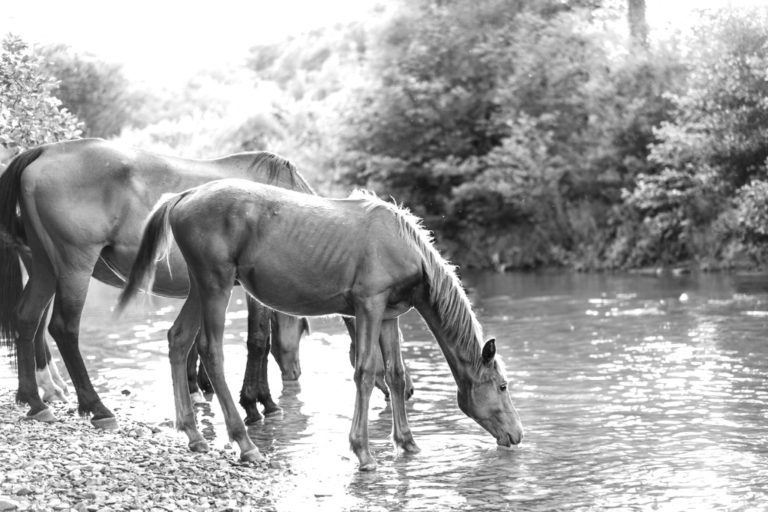 a-herd-of-beautiful-free-horses-near-the-river-drink-water-beautiful-picture-id1167262474