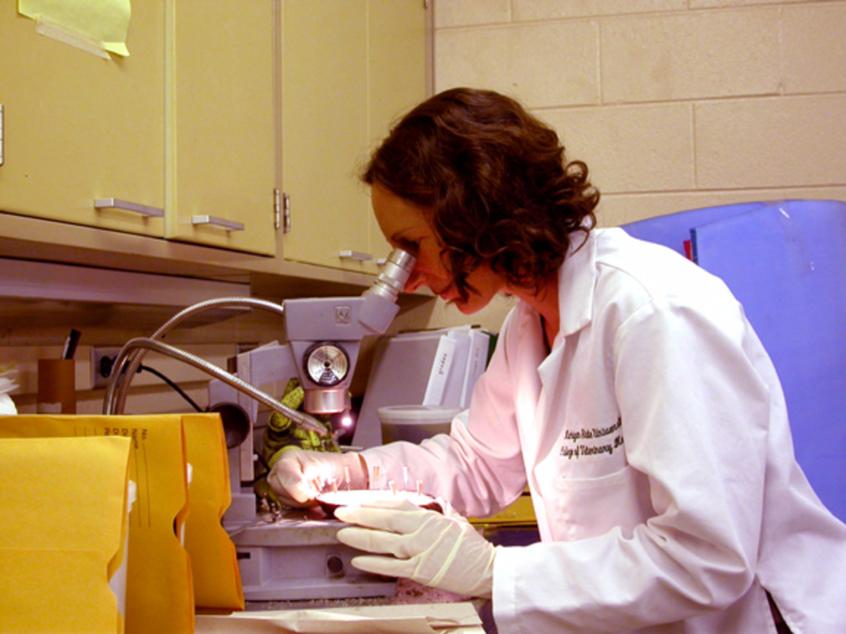 AAEP Publishes Research Group's Report on Needs of the Equine Research Community promo image
