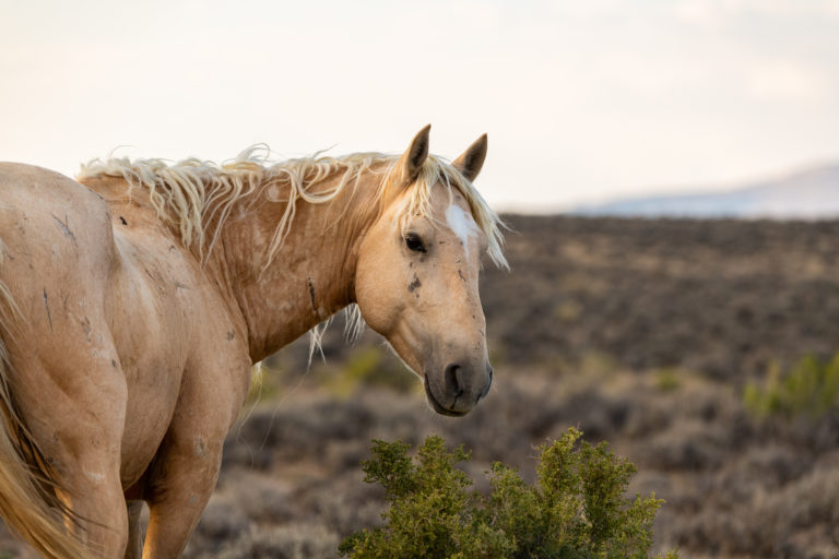 adobe horse on sandy soil