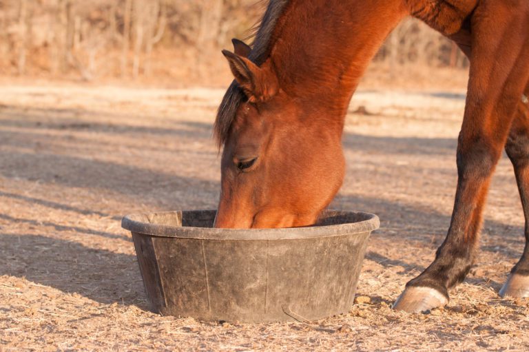 A bay horse eating out of a feed pan set on the ground outside.
