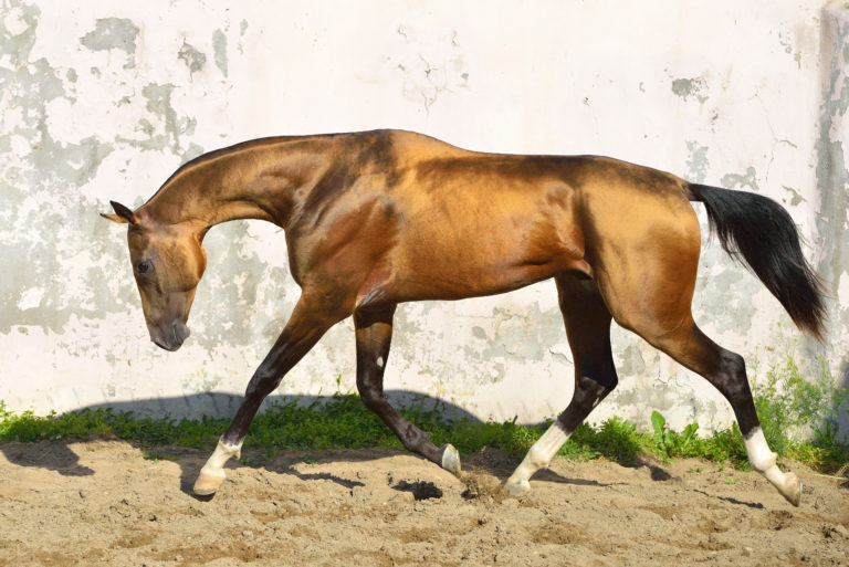 akhal teke