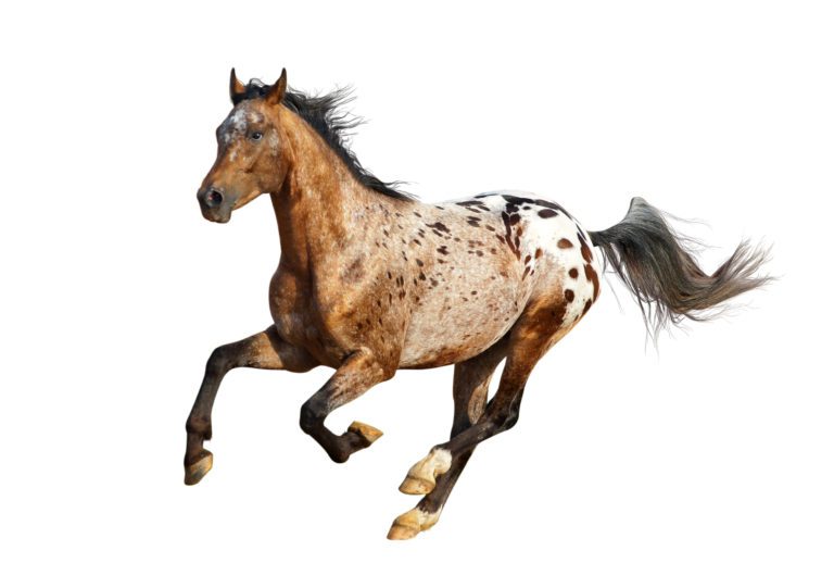 appy galloping