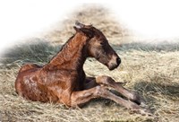 April17MFfoal