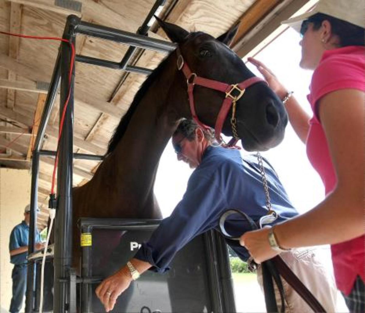 Are You My Mother? Surrogatehood Surges in Sport Horse Scene promo image