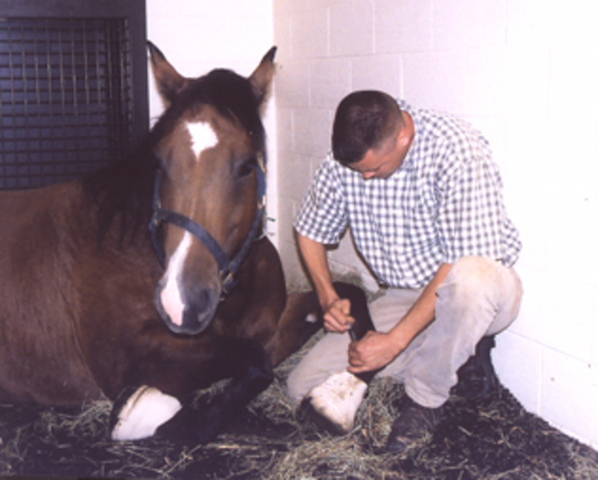 Barbaro Clarification: Richardson Explains Cast Did Not Cause Flare-Up in Hoof promo image