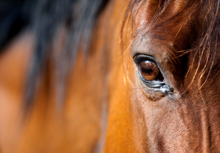 Close up of a bay horse's eye
