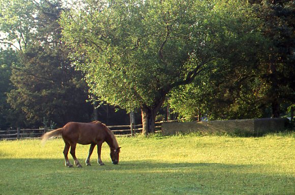 Being Prepared: How to Help Your Horses in an Emergency promo image