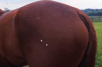A chestnut horse with small white spots on his hindquarters