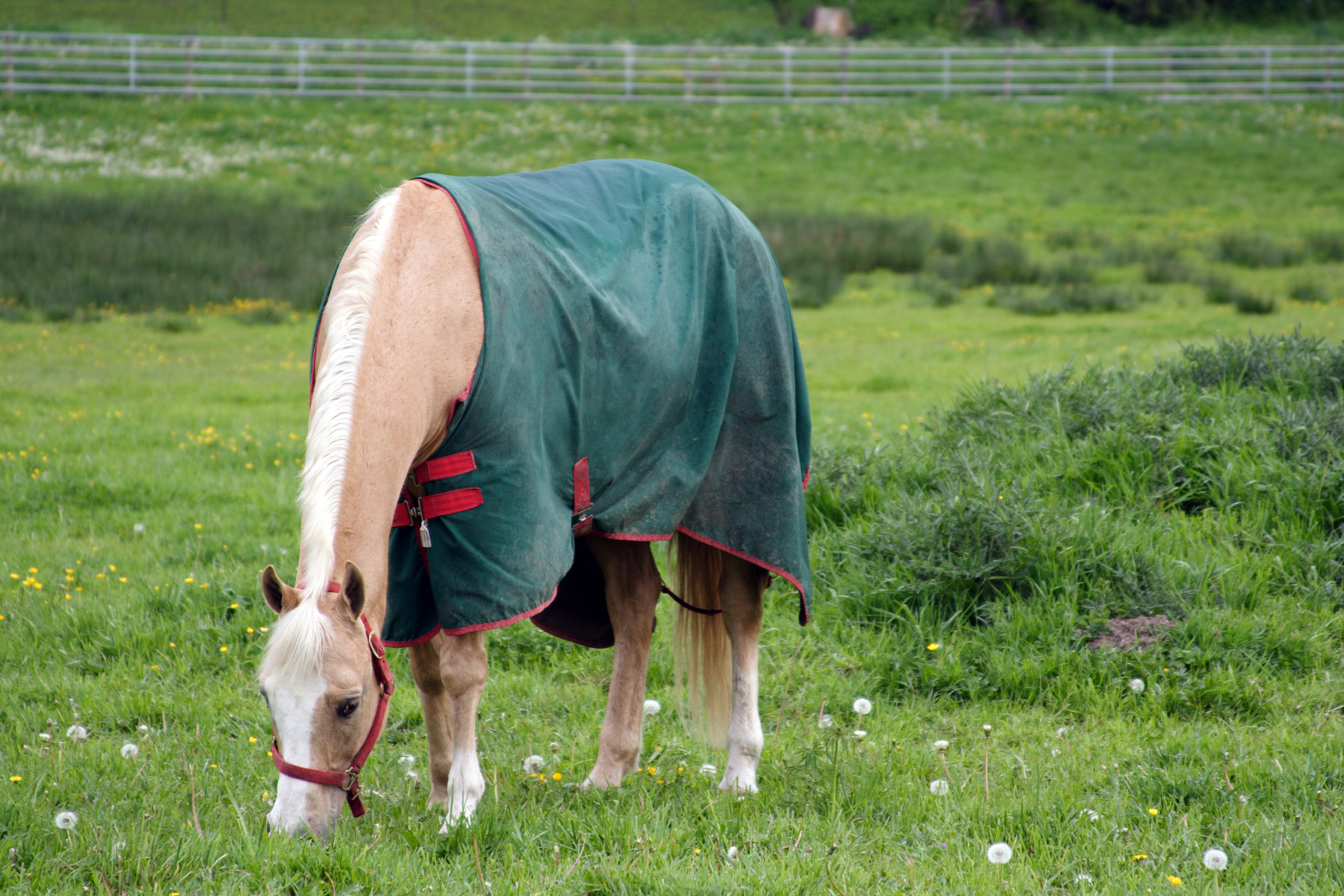 4-point-preseason-horse-blanket-checkup