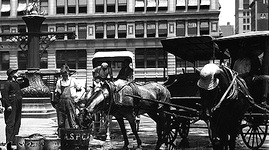 Blinkers Off! Horses, Heat and Heavy Bridles Stirred Emotions Long Ago promo image
