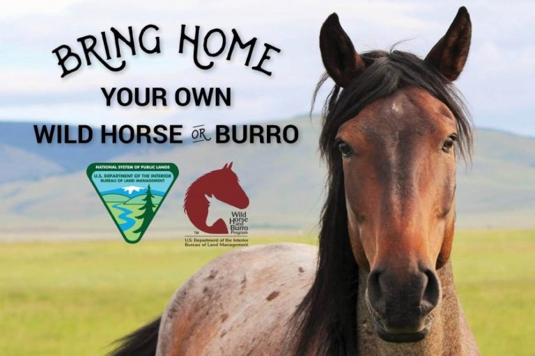 BLM adoption graphic